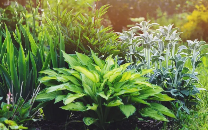 green plant