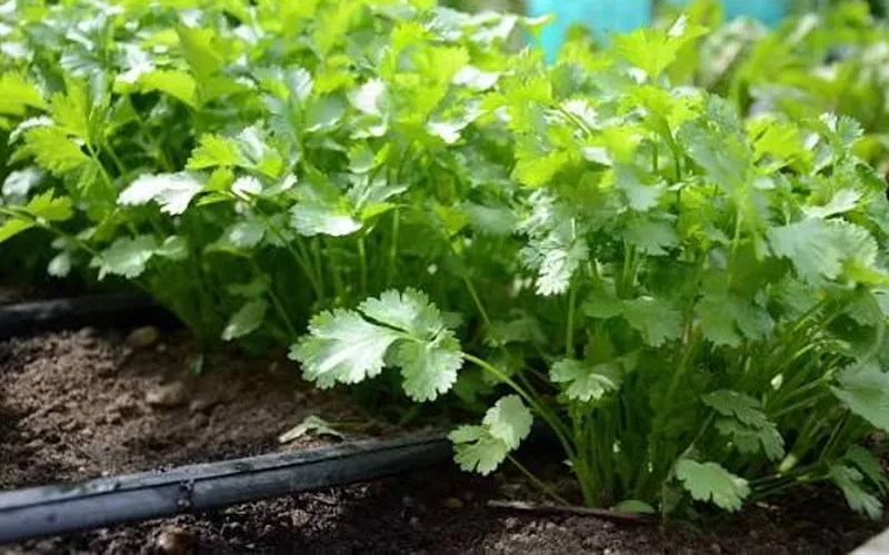 how to grow cilantro