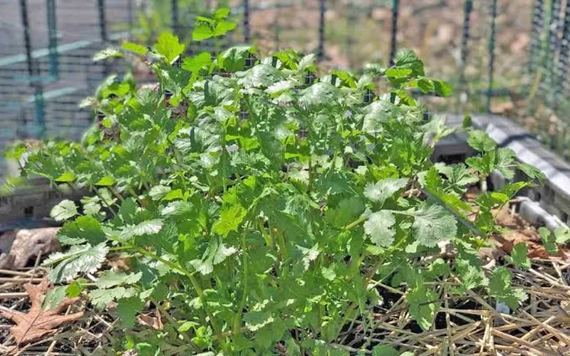 how to grow cilantro