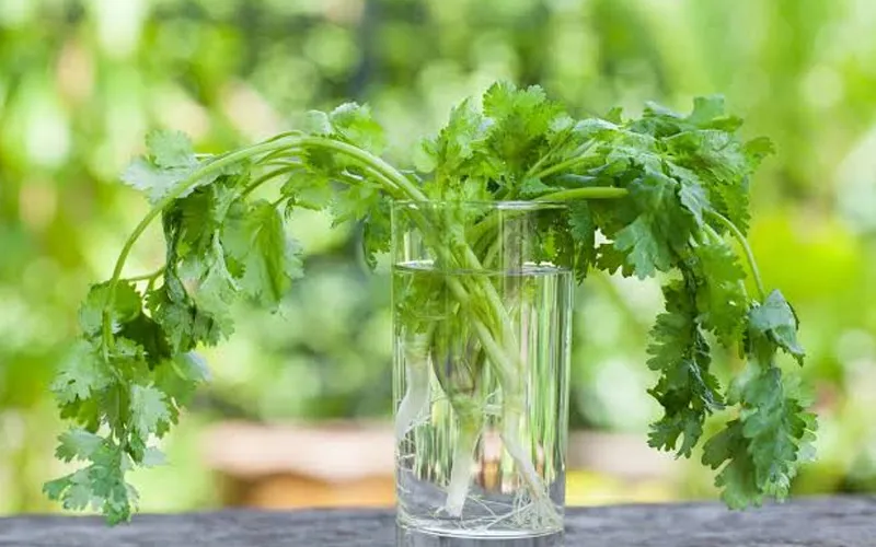 how to grow cilantro