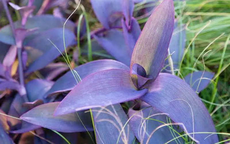 green plant