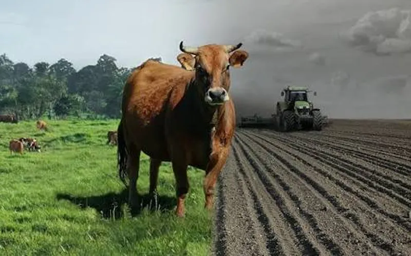 sacred cow